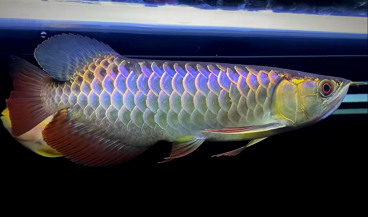 28/30公分,古典藍底過背金龍魚 超級大尾巴.細框.層次分明.鱗片干凈清晰 尾巴超級大拍不出來
