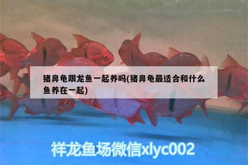 豬鼻龜跟龍魚一起養(yǎng)嗎(豬鼻龜最適合和什么魚養(yǎng)在一起)