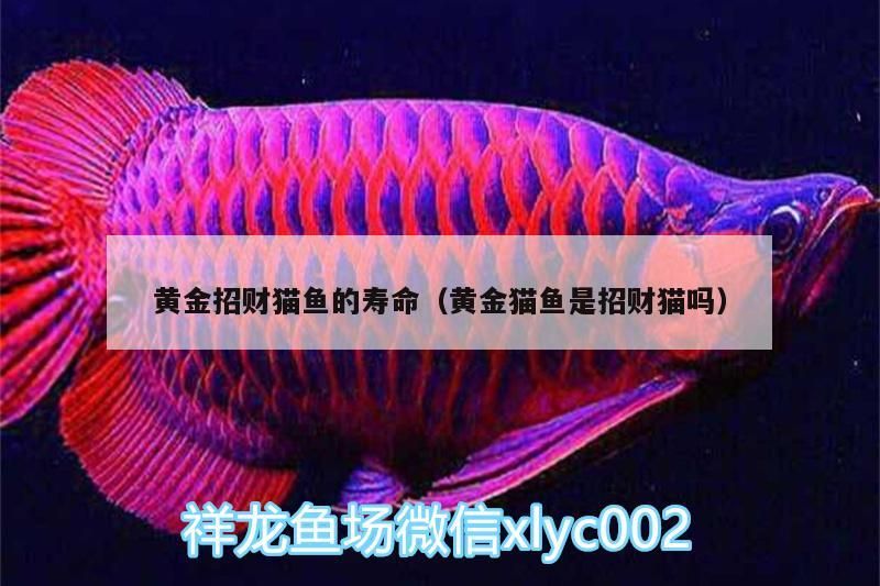 黃金招財(cái)貓魚的壽命（黃金貓魚是招財(cái)貓嗎） 黃金招財(cái)貓魚的壽命（黃金貓魚是招財(cái)貓嗎） 黃金貓魚百科