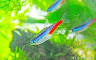 白色的小型觀賞魚是什么魚(白色小型觀賞魚可能有以下幾種:黑瑪麗魚,黑瑪麗魚) 速倍妥魚糧魚藥 第1張 白色的小型觀賞魚是什么魚(白色小型觀賞魚可能有以下幾種:黑瑪麗魚,黑瑪麗魚) 白色的小型觀賞魚是什么魚(白色小型觀賞魚可能有以下幾種:黑瑪麗魚,黑瑪麗魚) 速倍妥魚糧魚藥 第1張