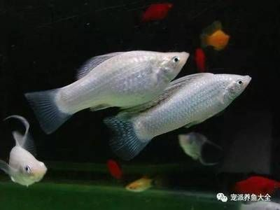 白色的小型觀賞魚是什么魚(白色小型觀賞魚可能有以下幾種:黑瑪麗魚,黑瑪麗魚) 速倍妥魚糧魚藥 第2張 白色的小型觀賞魚是什么魚(白色小型觀賞魚可能有以下幾種:黑瑪麗魚,黑瑪麗魚) 白色的小型觀賞魚是什么魚(白色小型觀賞魚可能有以下幾種:黑瑪麗魚,黑瑪麗魚) 速倍妥魚糧魚藥 第2張