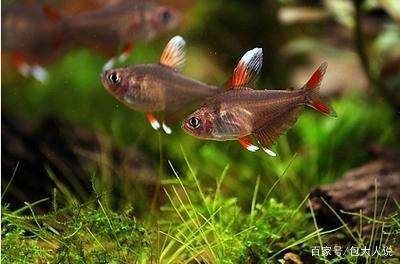 白色的小型觀賞魚是什么魚(白色小型觀賞魚可能有以下幾種:黑瑪麗魚,黑瑪麗魚) 速倍妥魚糧魚藥 第3張 白色的小型觀賞魚是什么魚(白色小型觀賞魚可能有以下幾種:黑瑪麗魚,黑瑪麗魚) 白色的小型觀賞魚是什么魚(白色小型觀賞魚可能有以下幾種:黑瑪麗魚,黑瑪麗魚) 速倍妥魚糧魚藥 第3張