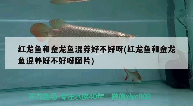 紅龍魚和金龍魚混養(yǎng)好不好呀(紅龍魚和金龍魚混養(yǎng)好不好呀圖片) 紅龍魚和金龍魚混養(yǎng)好不好呀(紅龍魚和金龍魚混養(yǎng)好不好呀圖片) iwish愛唯希品牌魚缸