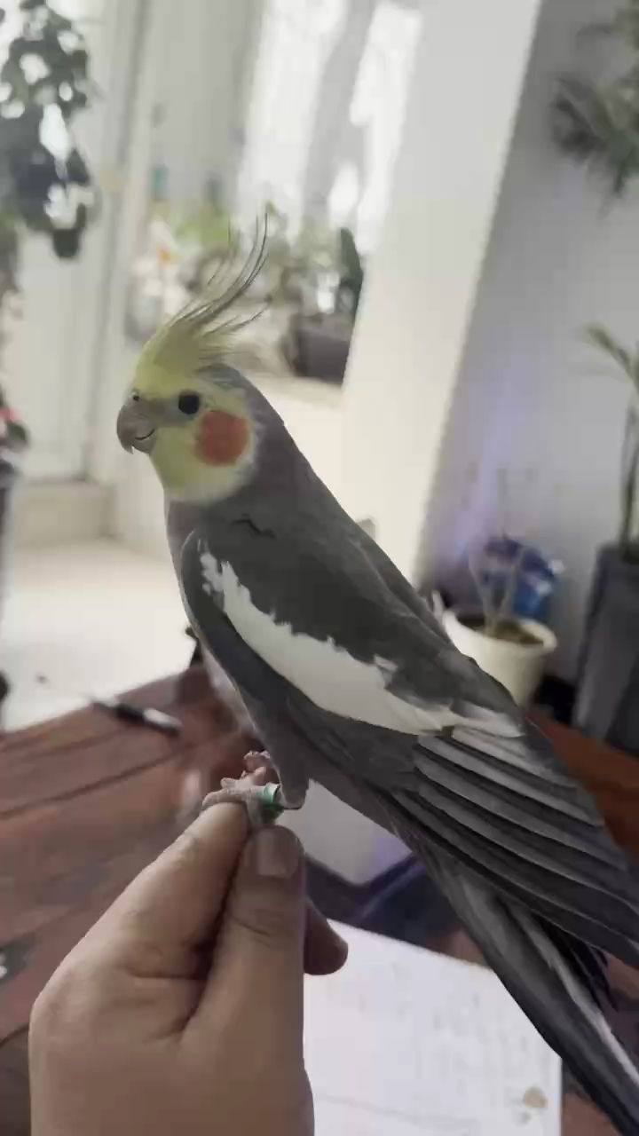 哈哈，帥氣小伙