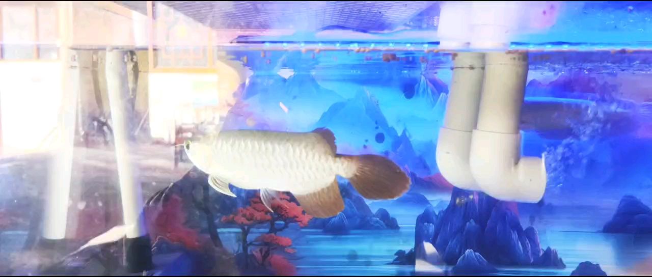 記錄一下龍魚 入缸第三天的狀態[ciya] 記錄一下龍魚 入缸第三天的狀態[ciya] 龍魚論壇