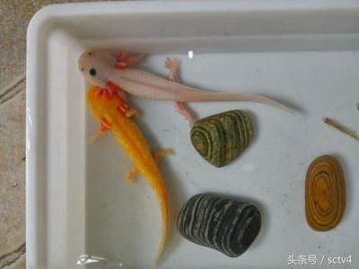 金龍魚人工繁殖最新進展：金龍魚人工繁殖成功率提升,金龍魚幼魚培育最佳實踐