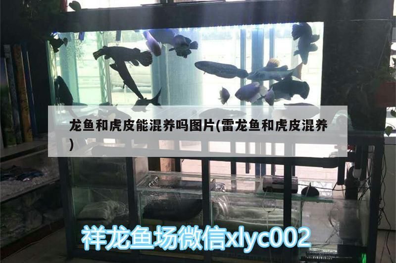 給大魚缸換水的作文:體驗給大魚缸換水的樂趣:體驗給大魚缸換水:給大魚缸換水的作文 龍魚和虎皮能混養嗎圖片(雷龍魚和虎皮混養) 錦鯉魚百科 龍魚和虎皮能混養嗎圖片(雷龍魚和虎皮混養) 龍魚和虎皮能混養嗎圖片(雷龍魚和虎皮混養) 錦鯉魚百科