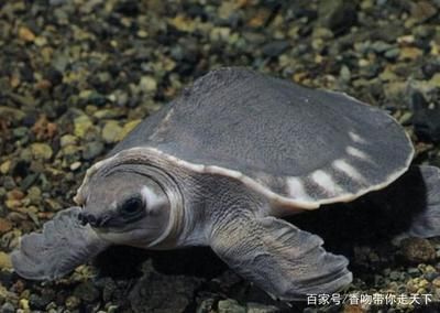 豬鼻龜是幾級保護動物嗎圖片：豬鼻龜是幾級保護動物 豬鼻龜是幾級保護動物嗎圖片：豬鼻龜是幾級保護動物 豬鼻龜百科 第4張