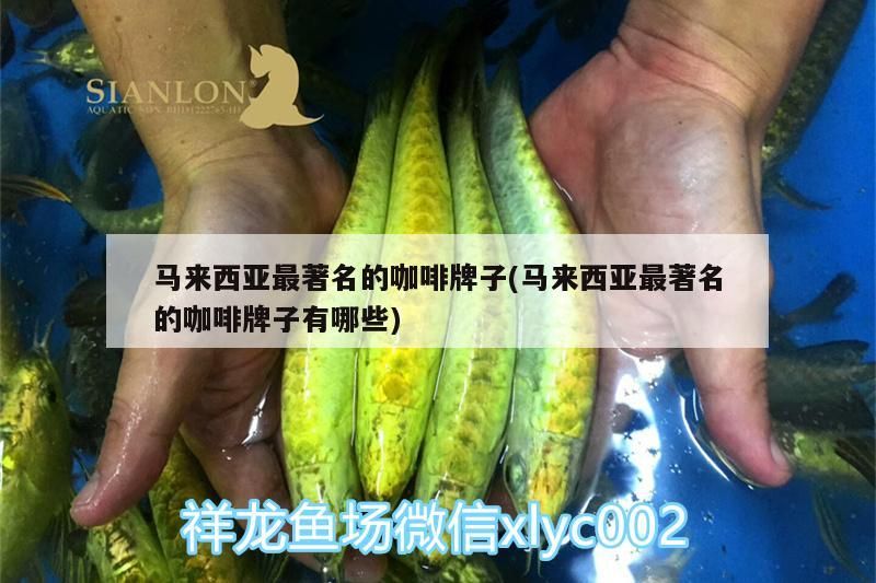 馬來西亞最著名的咖啡牌子(馬來西亞最著名的咖啡牌子有哪些)