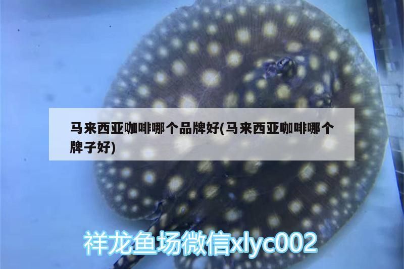 馬來西亞咖啡哪個品牌好(馬來西亞咖啡哪個牌子好) 馬來西亞咖啡哪個品牌好(馬來西亞咖啡哪個牌子好) 馬來西亞咖啡