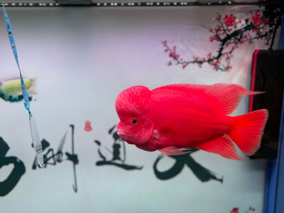 紅馬日記!更新啦 龍魚(yú)論壇 第1張 紅馬日記!更新啦 紅馬日記!更新啦 龍魚(yú)論壇 第1張