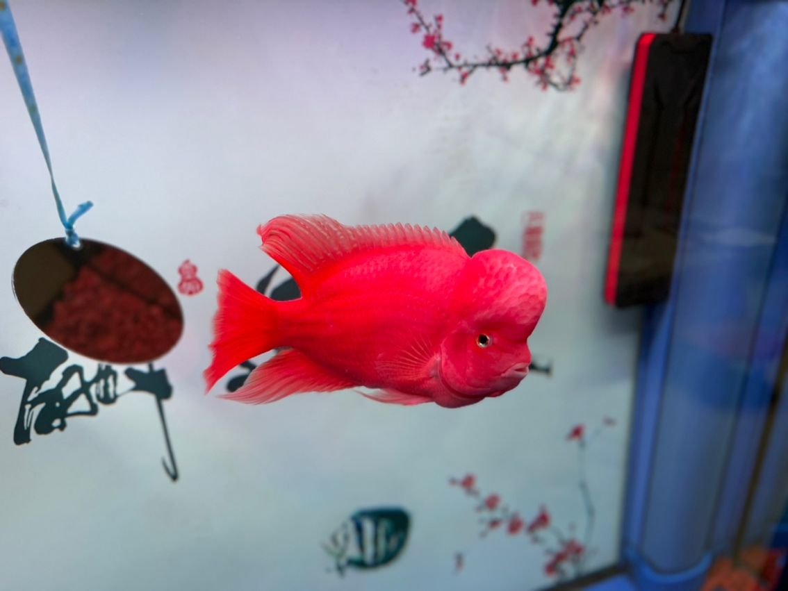 紅馬日記!更新啦 龍魚(yú)論壇 第2張 紅馬日記!更新啦 紅馬日記!更新啦 龍魚(yú)論壇 第2張