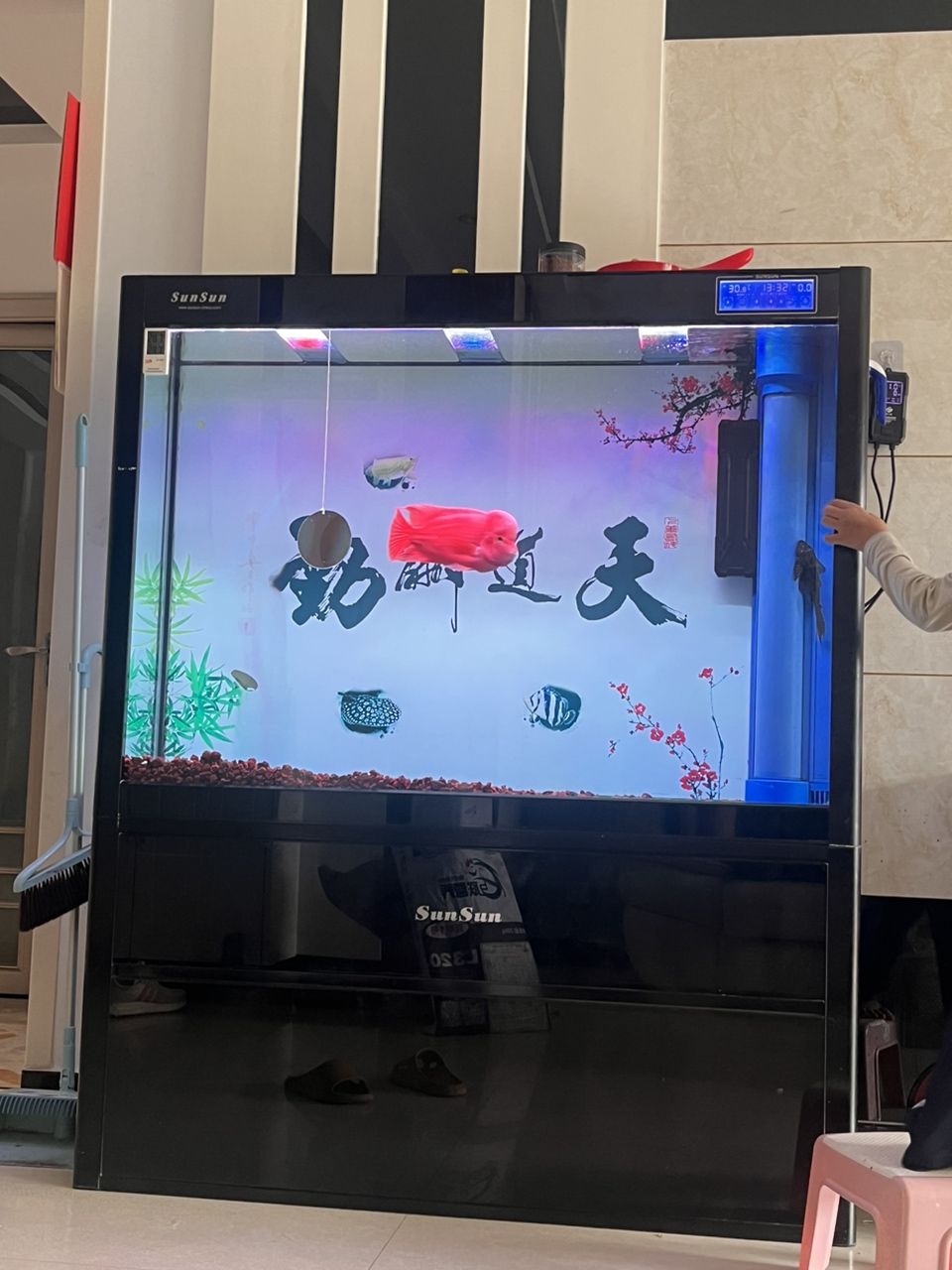 紅馬日記!更新啦 龍魚(yú)論壇 第3張 紅馬日記!更新啦 紅馬日記!更新啦 龍魚(yú)論壇 第3張