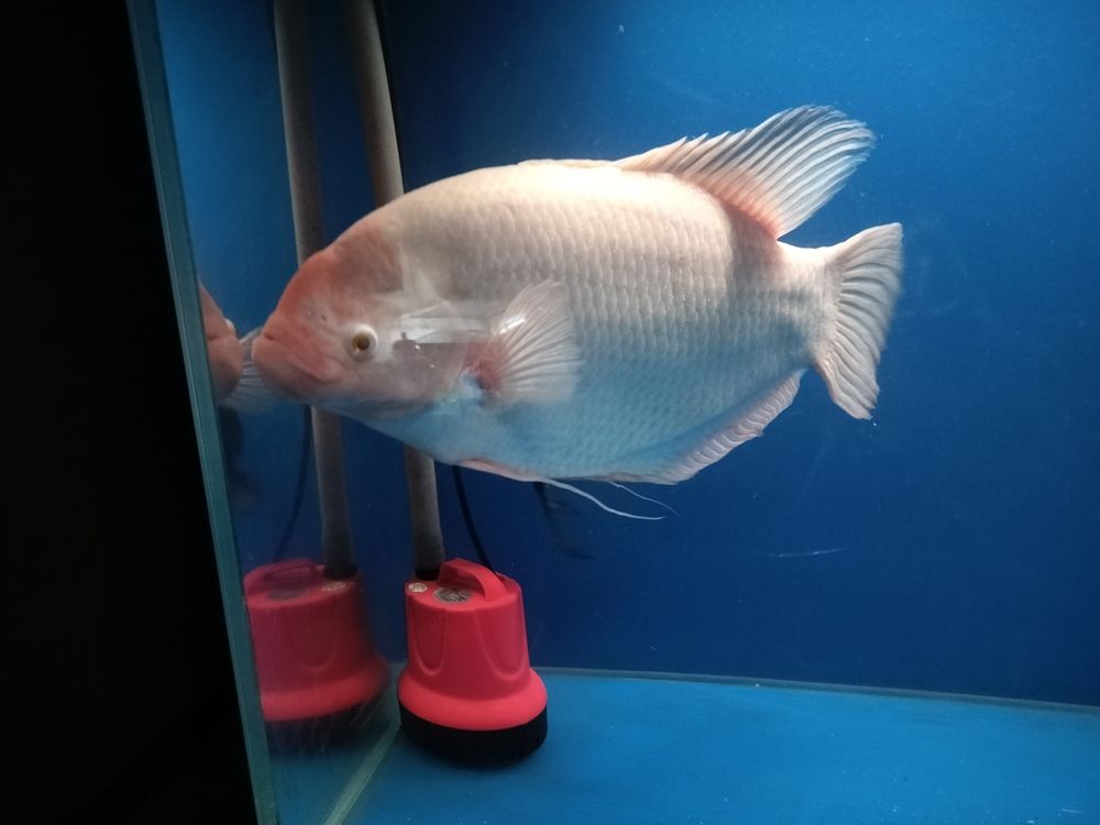 珍惜每一天 珍惜每一天 龍魚論壇 第1張