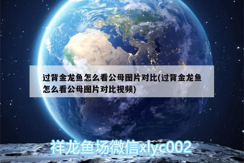 過背金龍魚怎么看公母圖片對比(過背金龍魚怎么看公母圖片對比視頻)