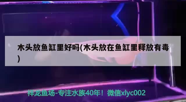木頭放魚缸里好嗎(木頭放在魚缸里釋放有毒) 木頭放魚缸里好嗎(木頭放在魚缸里釋放有毒) 黃金貓魚百科