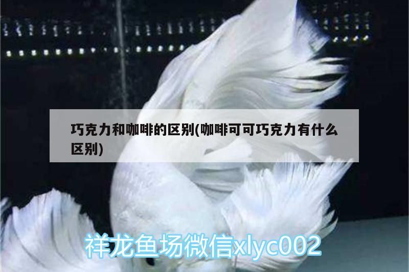 什么魚(yú)能和龍魚(yú)、虎魚(yú)混養(yǎng)(龍魚(yú)能和虎魚(yú)混養(yǎng)嗎) 巧克力和咖啡的區(qū)別(咖啡可可巧克力有什么區(qū)別) 馬來(lái)西亞咖啡 巧克力和咖啡的區(qū)別(咖啡可可巧克力有什么區(qū)別) 巧克力和咖啡的區(qū)別(咖啡可可巧克力有什么區(qū)別) 馬來(lái)西亞咖啡