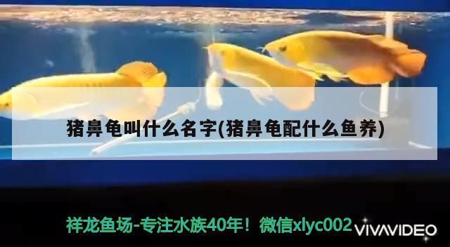 豬鼻龜叫什么名字(豬鼻龜配什么魚養(yǎng))