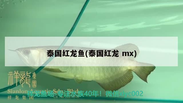 泰國紅龍魚(泰國紅龍mx) 泰國紅龍魚(泰國紅龍mx) 元寶鳳凰魚百科