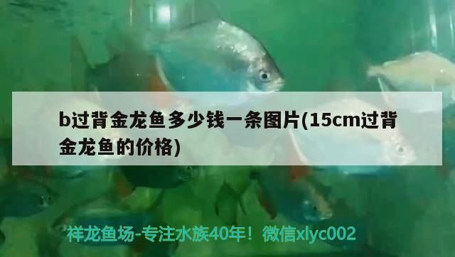 b過背金龍魚多少錢一條圖片(15cm過背金龍魚的價格)
