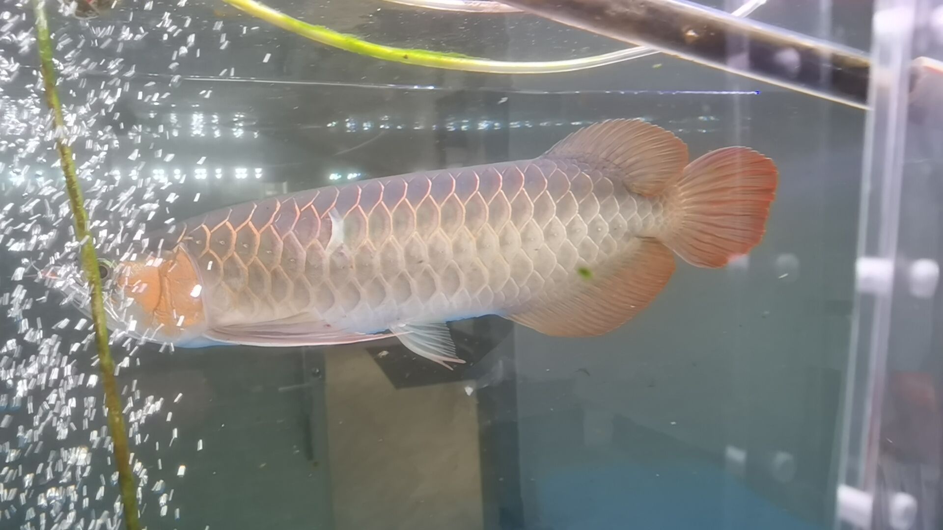 榆次二手魚缸交易市場在哪里啊（ 榆次魚缸大全聯系電話）