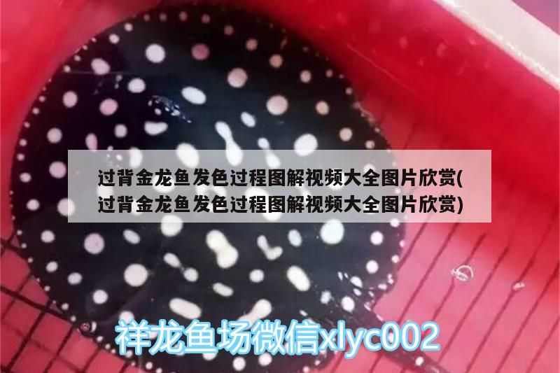 過背金龍魚發色過程圖解視頻大全圖片欣賞(過背金龍魚發色過程圖解視頻大全圖片欣賞)