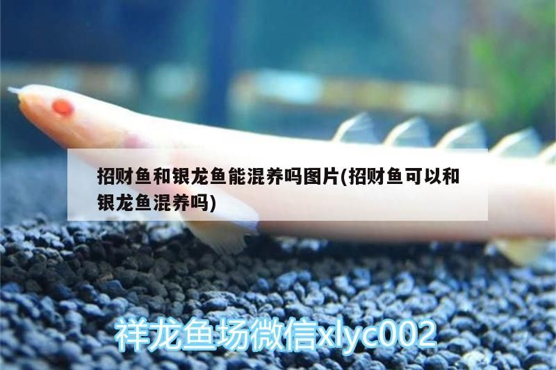 招財(cái)魚和銀龍魚能混養(yǎng)嗎圖片(招財(cái)魚可以和銀龍魚混養(yǎng)嗎)