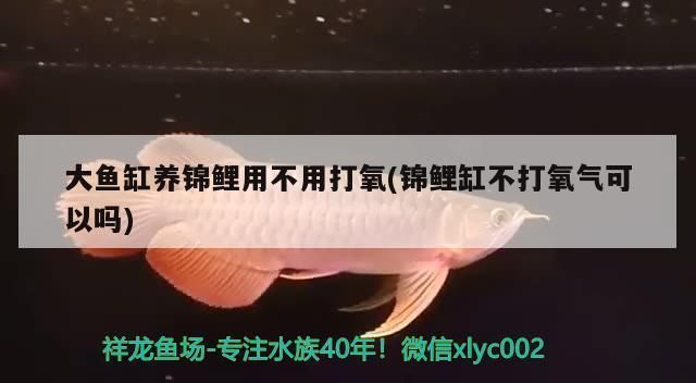 龍魚缸需要一直打氧嗎vs祥龍魚場：龍魚缸是否需要一直保持氧氣供應(yīng)的問題 龍魚缸需要一直打氧嗎vs祥龍魚場：龍魚缸是否需要一直保持氧氣供應(yīng)的問題 vs祥龍魚場 第3張