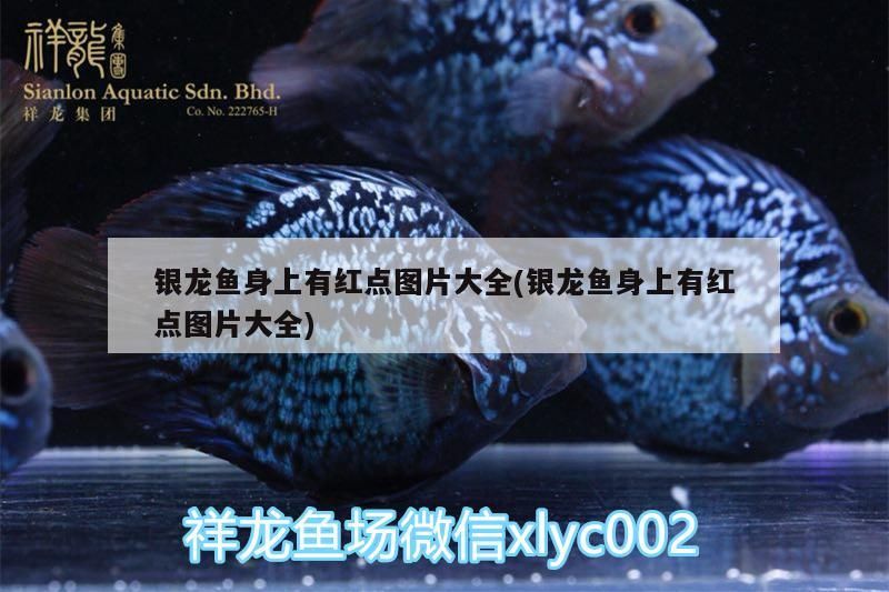 銀龍魚身上有紅點(diǎn)圖片大全(銀龍魚身上有紅點(diǎn)圖片大全)