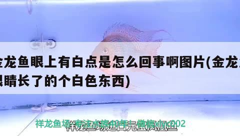 金龍魚(yú)眼上有白點(diǎn)是怎么回事啊圖片(金龍魚(yú)眼睛長(zhǎng)了的個(gè)白色東西)