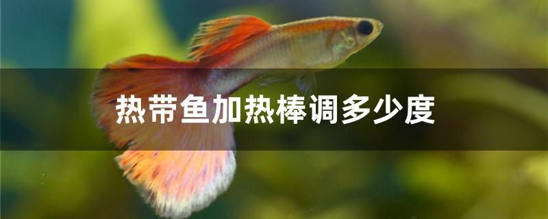 熱帶魚加熱棒調多少度