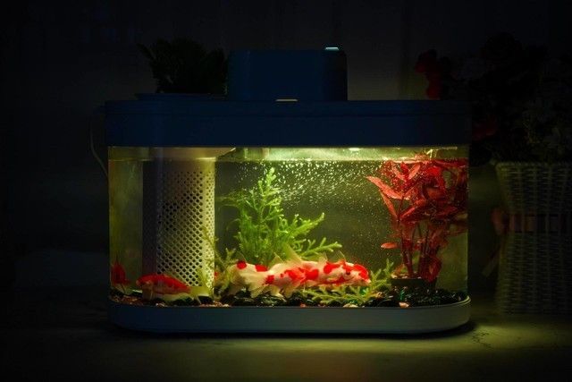 giea魚缸：giea高逸魚缸怎么樣 giea魚缸：giea高逸魚缸怎么樣 魚缸百科 第1張