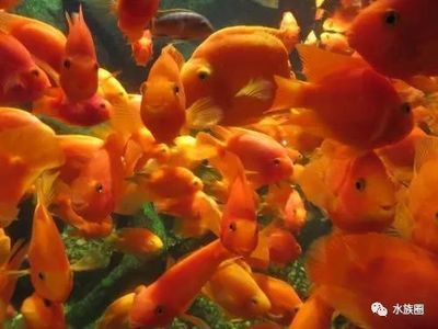 觀賞魚養(yǎng)殖技巧（觀賞魚的養(yǎng)殖技巧）