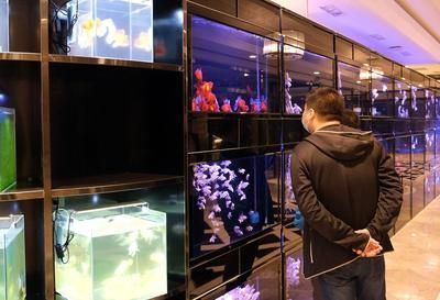 水族館生意怎么樣（開設水族館的成本主要包括以下幾個方面，水族館行業不斷發展壯大） 水族館生意怎么樣（開設水族館的成本主要包括以下幾個方面，水族館行業不斷發展壯大） 水族館百科（水族館加盟） 第4張