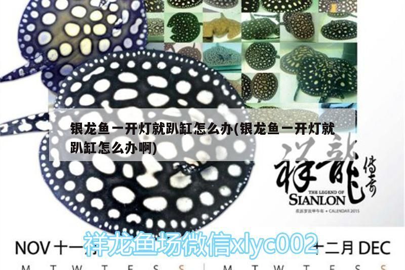 龍魚干蝦有營養(yǎng)嗎 銀龍魚一開燈就趴缸怎么辦(銀龍魚一開燈就趴缸怎么辦啊) 銀龍魚百科 銀龍魚一開燈就趴缸怎么辦(銀龍魚一開燈就趴缸怎么辦啊) 銀龍魚一開燈就趴缸怎么辦(銀龍魚一開燈就趴缸怎么辦啊) 銀龍魚百科
