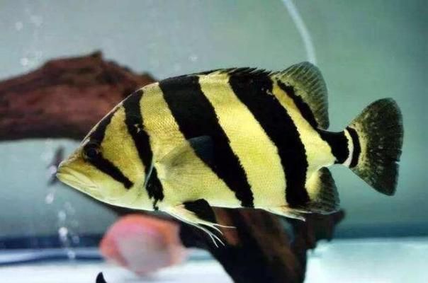 虎魚(yú)營(yíng)養(yǎng)均衡食譜，打造虎魚(yú)營(yíng)養(yǎng)均衡食譜