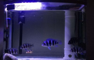 60的魚缸放多少陶瓷環：60厘米的魚缸應該放置多少陶瓷環 60的魚缸放多少陶瓷環：60厘米的魚缸應該放置多少陶瓷環 魚缸百科 第2張