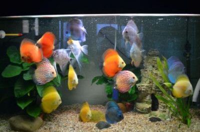 福州小魚缸訂制廠家地址在哪里（福州小魚缸訂制廠家地址在哪里啊）