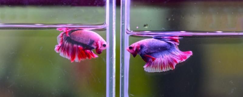 貴陽做魚缸造景的店鋪（貴陽哪里有做魚缸的）