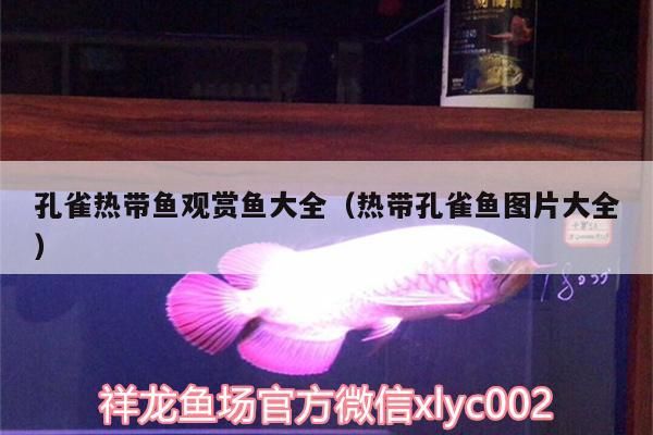 孔雀熱帶魚觀賞魚大全（熱帶孔雀魚圖片大全） 孔雀熱帶魚觀賞魚大全（熱帶孔雀魚圖片大全） 錦鯉魚百科