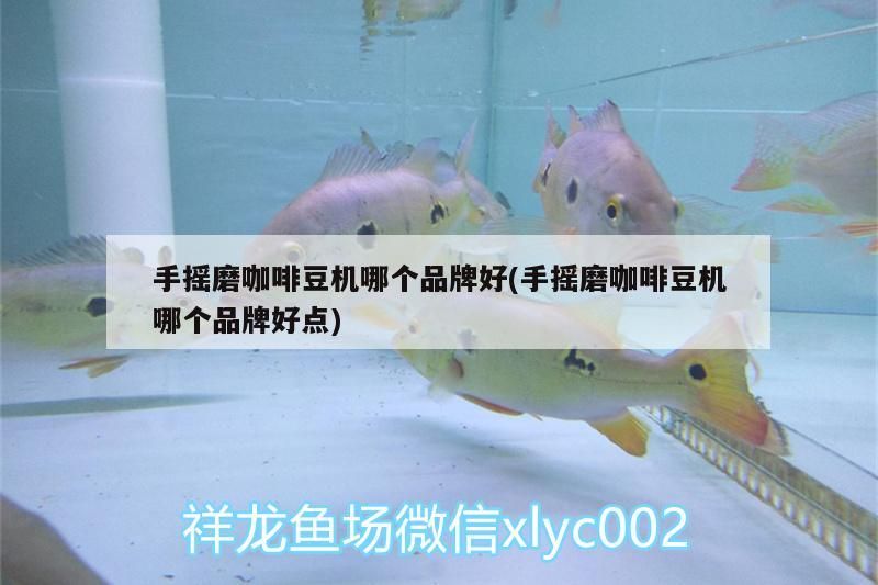 手搖磨咖啡豆機哪個品牌好(手搖磨咖啡豆機哪個品牌好點)