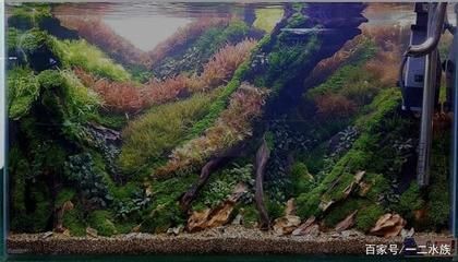 40厘米的魚缸造景圖:40厘米魚缸造景圖的信息:魚缸造景圖的信息和技巧 魚缸百科 第1張 40厘米的魚缸造景圖:40厘米魚缸造景圖的信息:魚缸造景圖的信息和技巧 40厘米的魚缸造景圖:40厘米魚缸造景圖的信息:魚缸造景圖的信息和技巧 魚缸百科 第1張