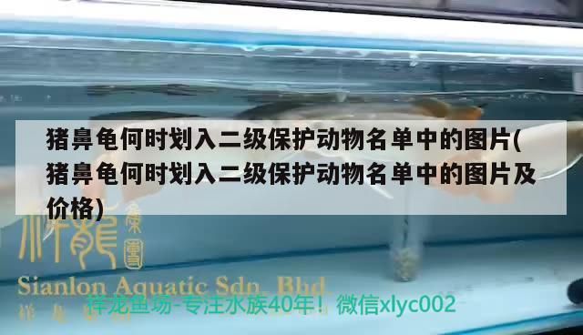 豬鼻龜何時劃入二級保護動物名單中的圖片(豬鼻龜何時劃入二級保護動物名單中的圖片及價格)