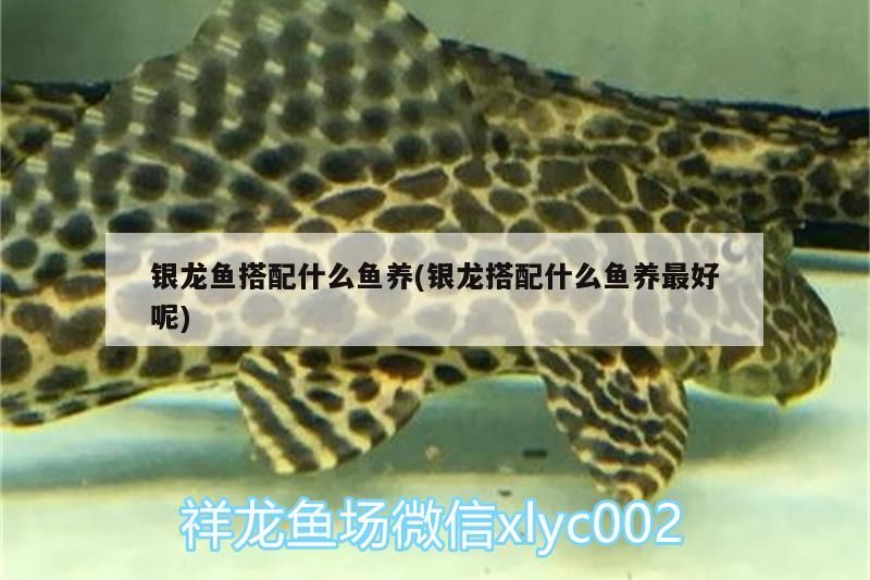 銀龍魚搭配什么魚養(銀龍搭配什么魚養最好呢)