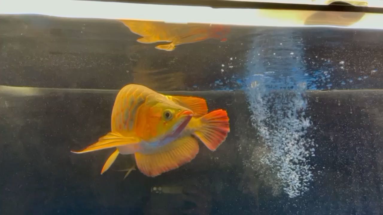 成都錦江區德德軍水族店