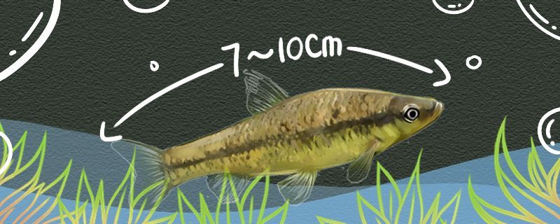 麥穗魚能長多大多大可以繁殖