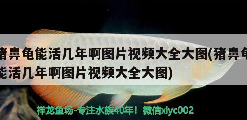 豬鼻龜能活幾年啊圖片視頻大全大圖(豬鼻龜能活幾年啊圖片視頻大全大圖) 豬鼻龜能活幾年啊圖片視頻大全大圖(豬鼻龜能活幾年啊圖片視頻大全大圖) 豬鼻龜百科