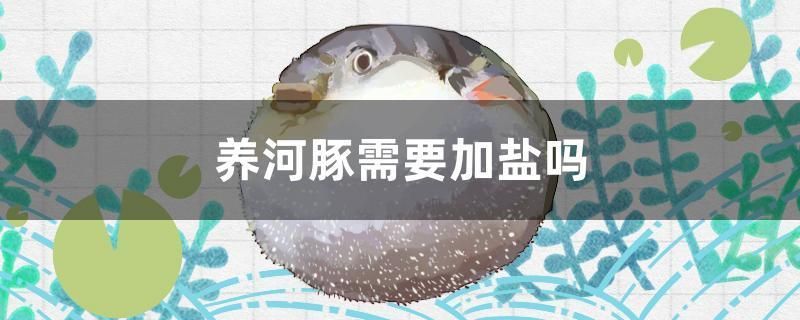 養(yǎng)河豚需要加鹽嗎