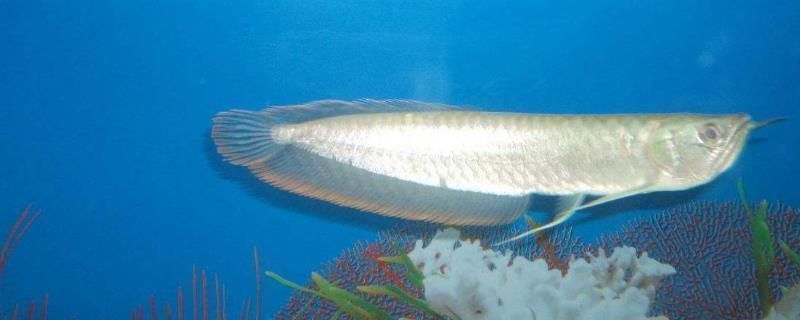 龍魚打架怎么辦沒有多余的缸vs祥龍魚場：如何解決龍魚打架的問題 龍魚打架怎么辦沒有多余的缸vs祥龍魚場：如何解決龍魚打架的問題 vs祥龍魚場 第5張