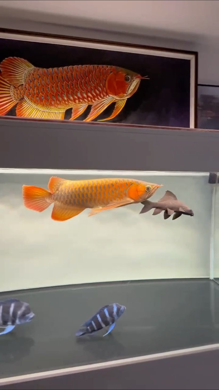 嘿嘿 會叫了 嘿嘿 會叫了 龍魚論壇